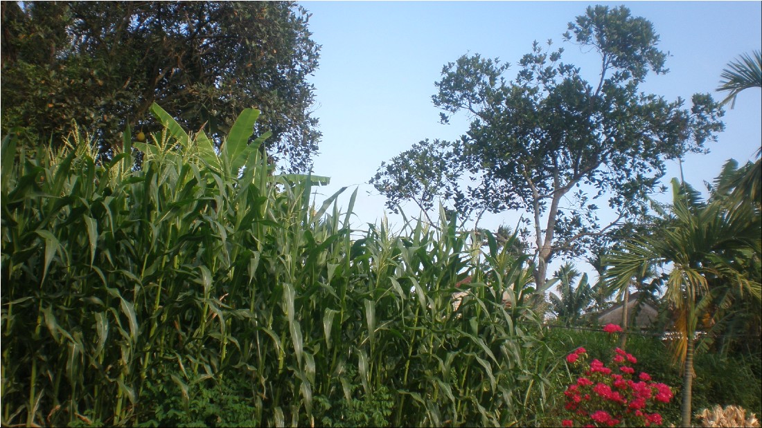 P5041131